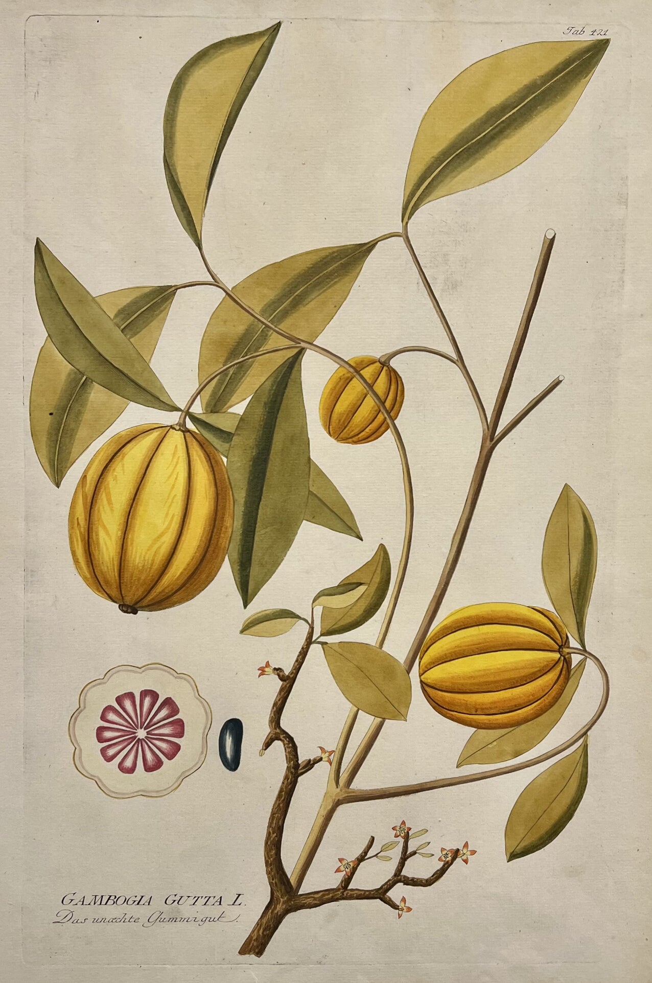 Gambogia Gutta [Plate 421]- By Joseph Jakob Plenck