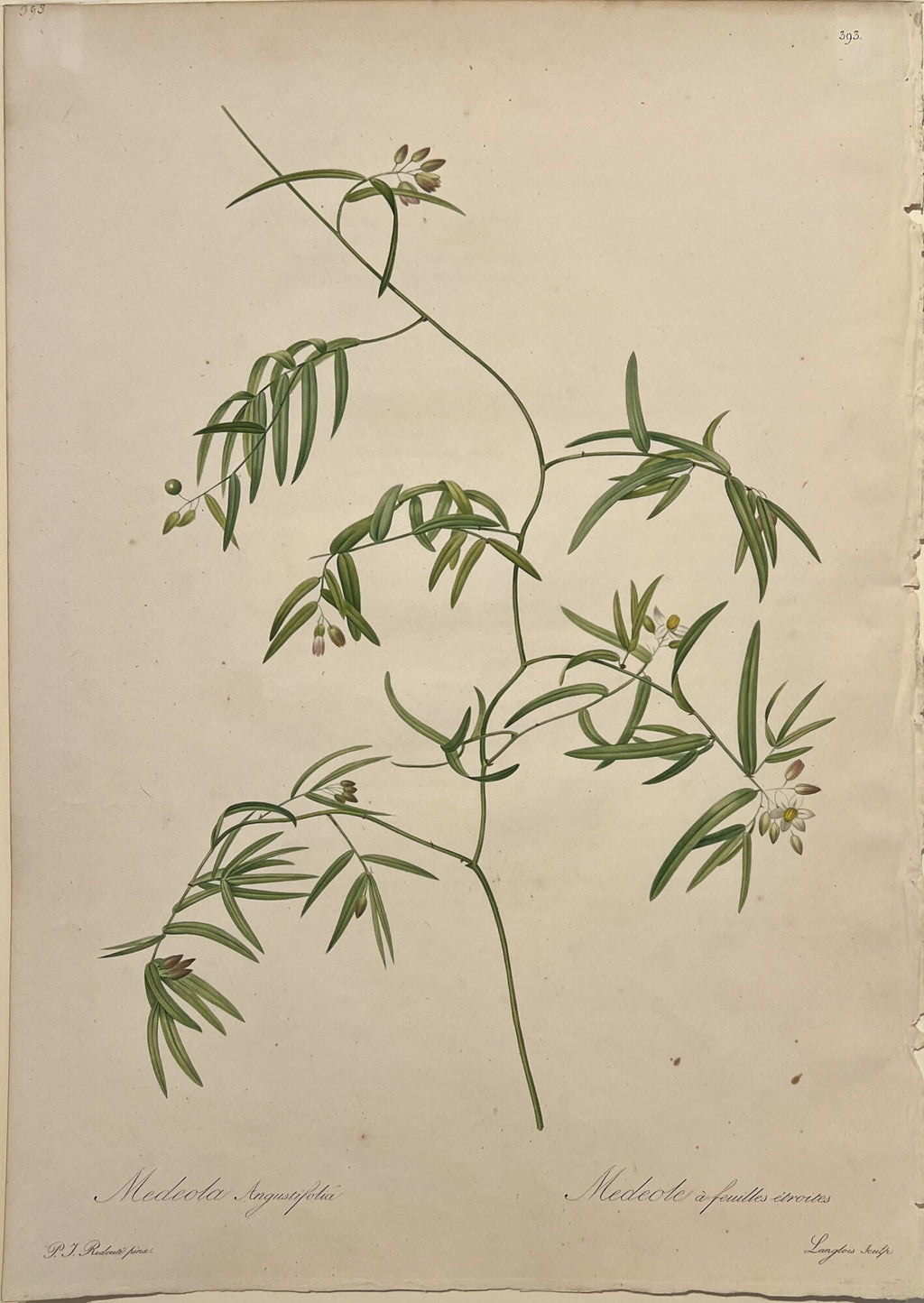 Medeola- By Pierre Joseph Redoute