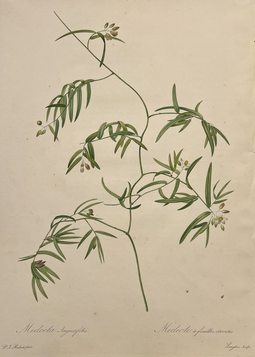 Medeola- By Pierre Joseph Redoute