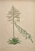 Furcraea Gigantea & Fourcroye Gigantesque- By Pierre Joseph Redoute