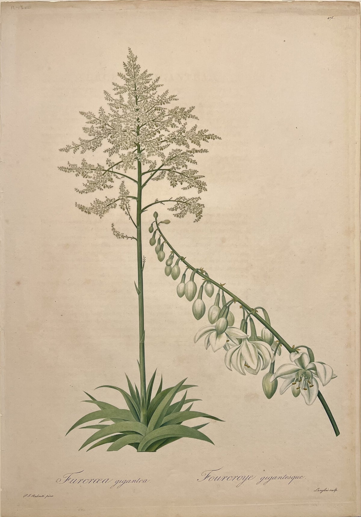Furcraea Gigantea & Fourcroye Gigantesque- By Pierre Joseph Redoute