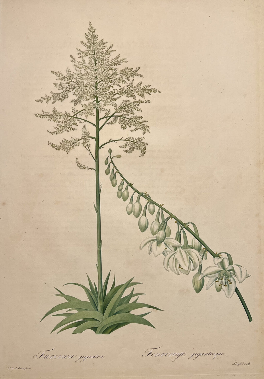 Furcraea Gigantea & Fourcroye Gigantesque- By Pierre Joseph Redoute