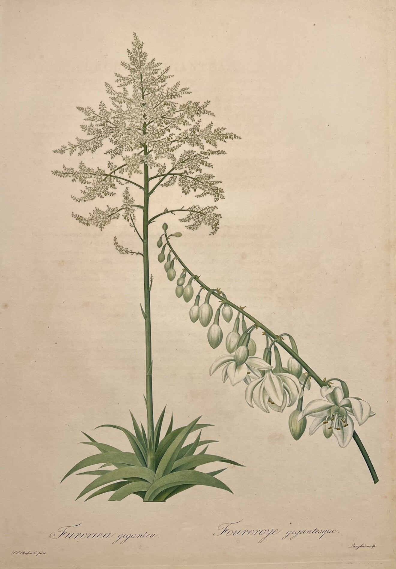 Furcraea Gigantea & Fourcroye Gigantesque- By Pierre Joseph Redoute