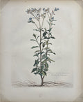Hieracium Caeruleum Americanum- By Nicholas Robert