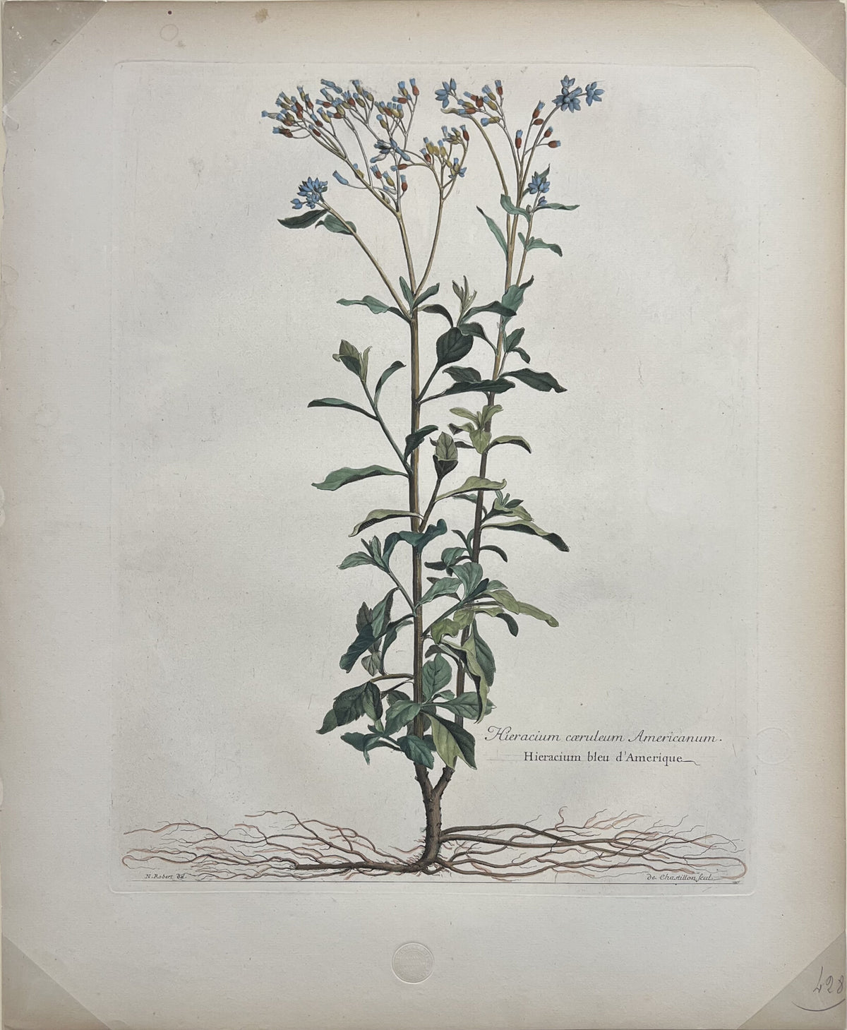 Hieracium Caeruleum Americanum- By Nicholas Robert