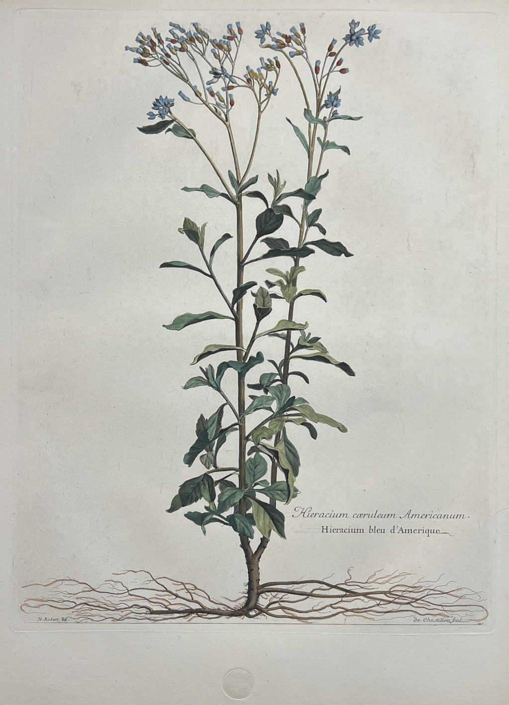 Hieracium Caeruleum Americanum- By Nicholas Robert