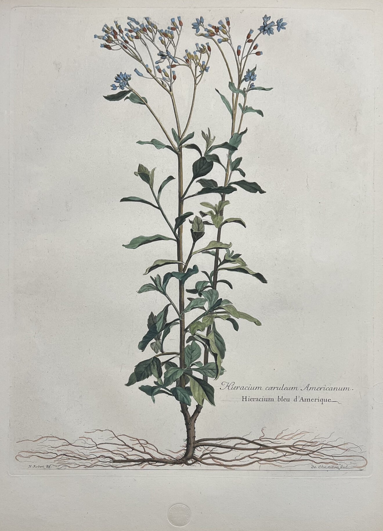 Hieracium Caeruleum Americanum- By Nicholas Robert