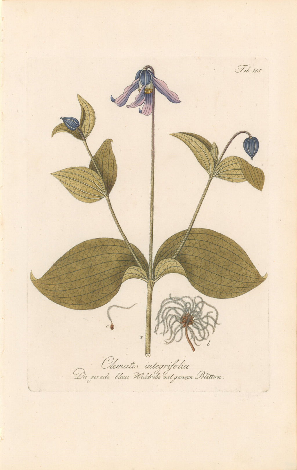 Plate 115 "Clematis Integrifolia"- By Franz Johann Schultz
