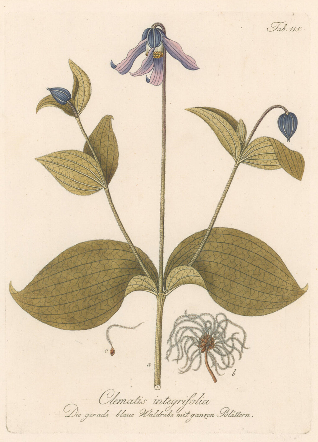 Plate 115 "Clematis Integrifolia"- By Franz Johann Schultz