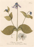 Plate 115 "Clematis Integrifolia"- By Franz Johann Schultz
