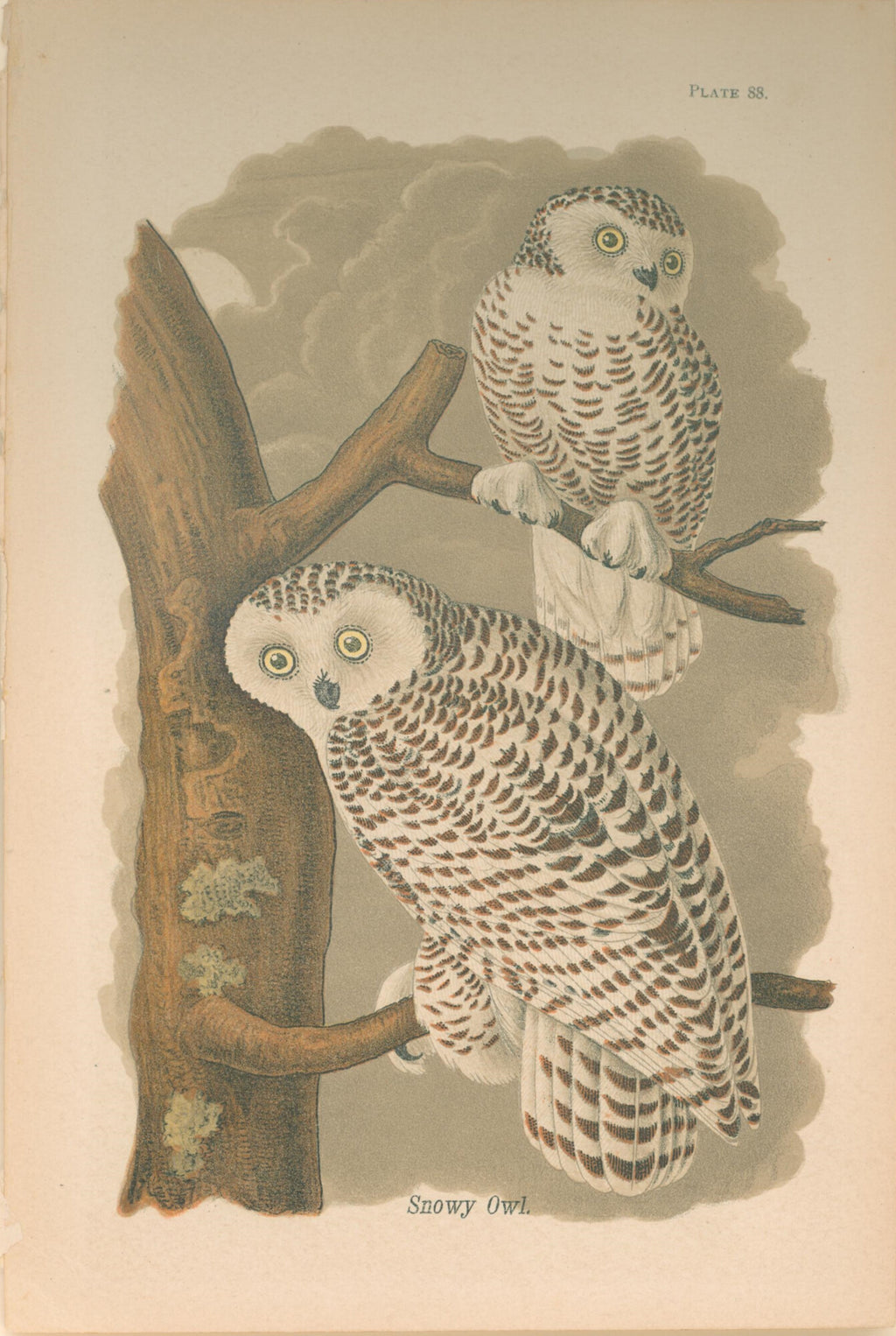 Snowy Owl- By B.H. Warren