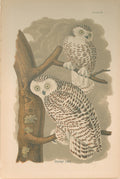 Snowy Owl- By B.H. Warren
