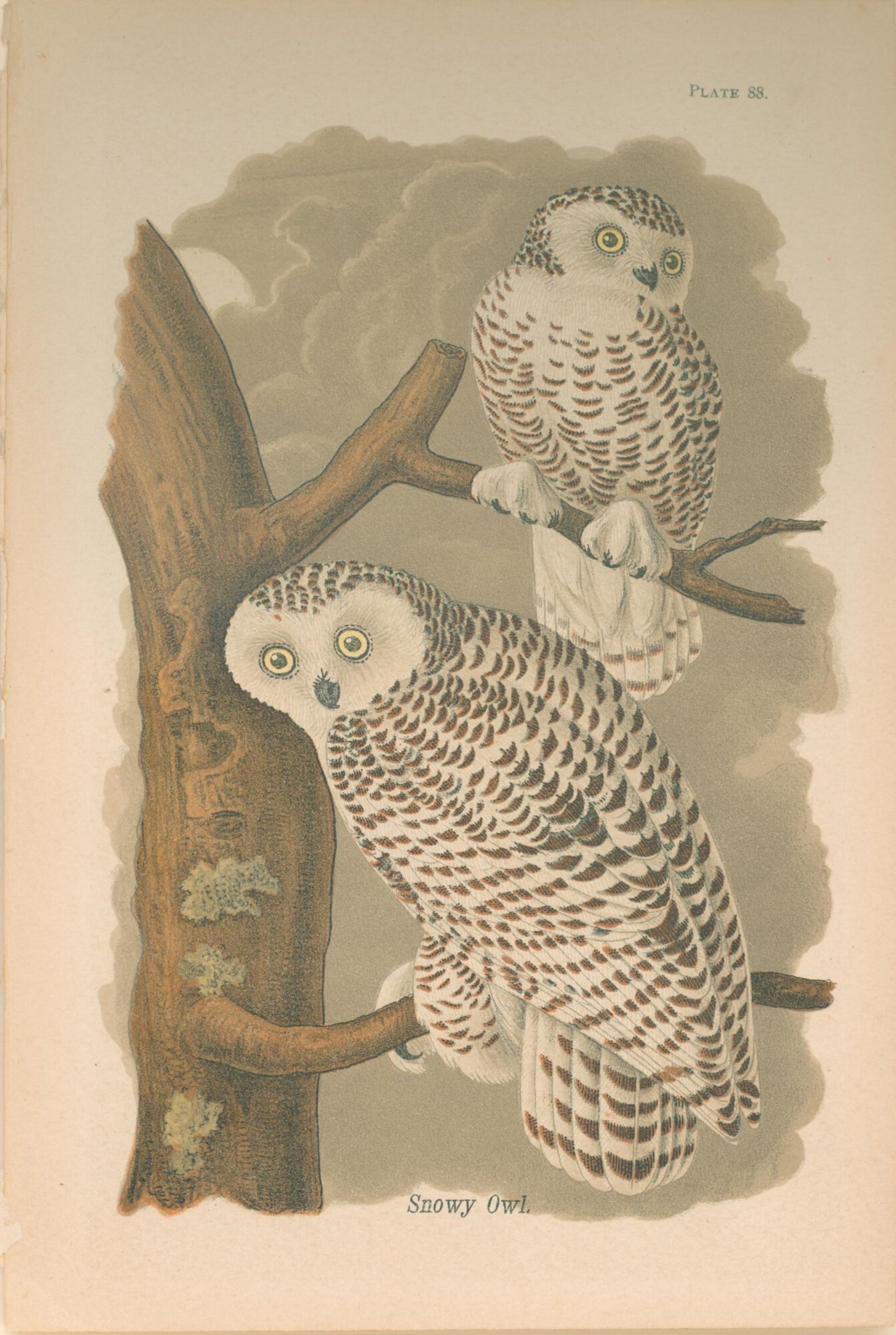 Snowy Owl- By B.H. Warren