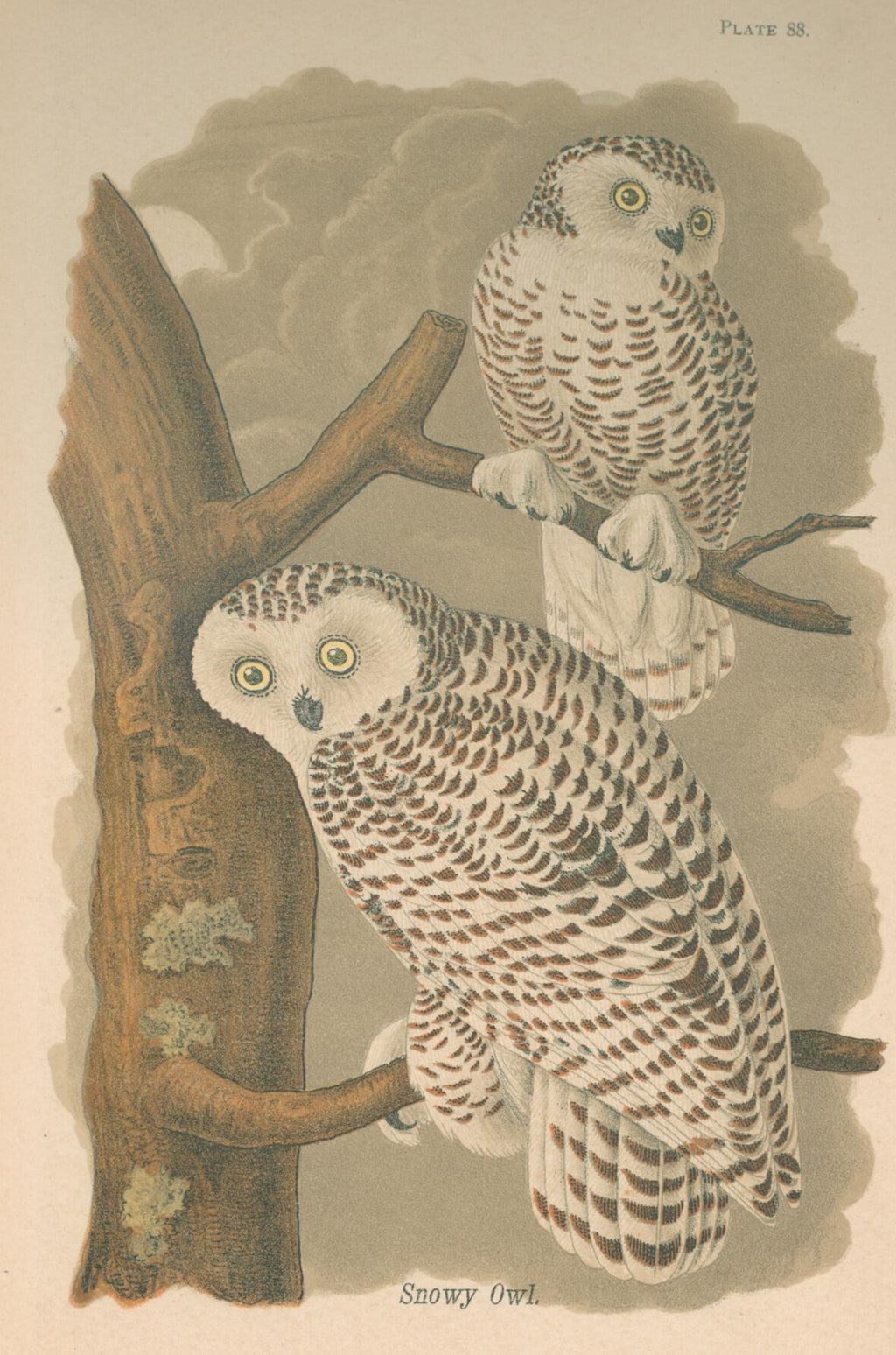 Snowy Owl- By B.H. Warren