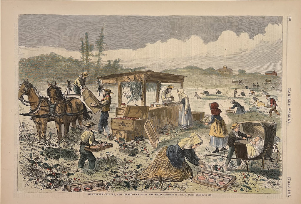 Strawberry Culture, New Jersey- Pickers in the Field- By Theo. R. Davis