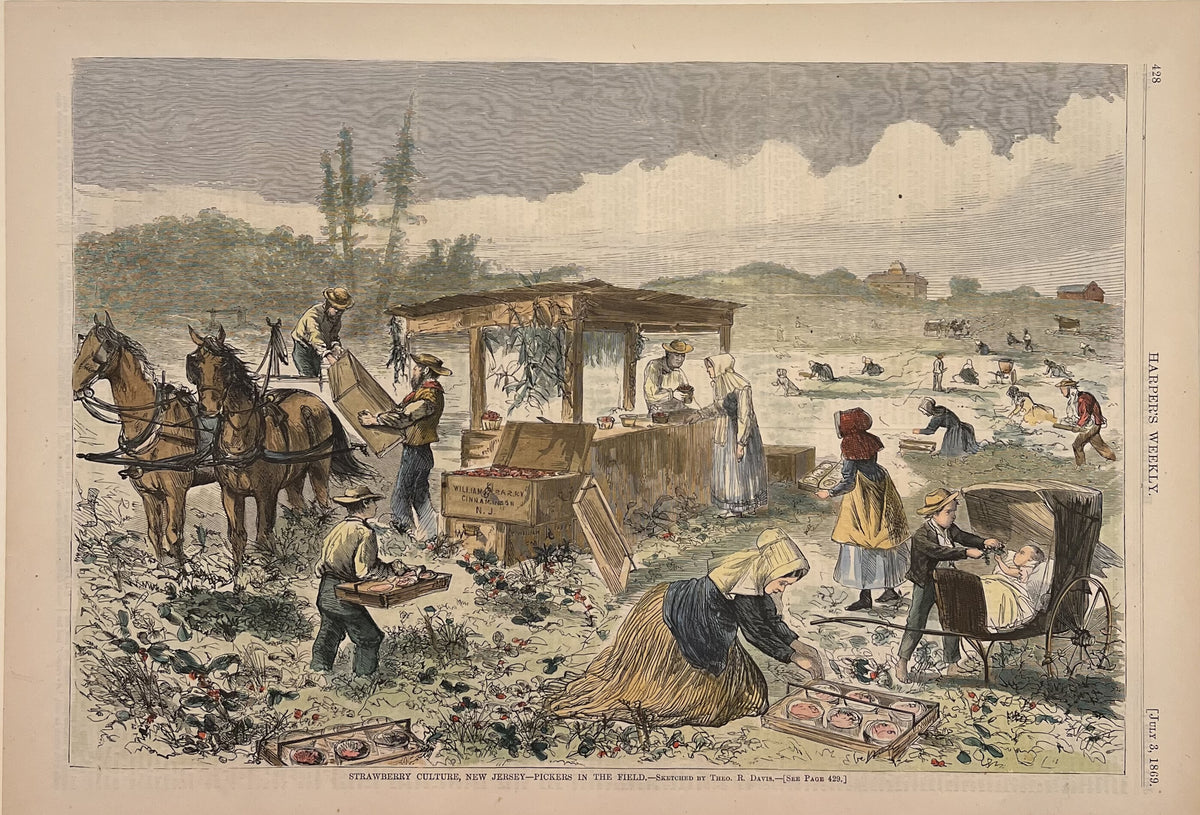 Strawberry Culture, New Jersey- Pickers in the Field- By Theo. R. Davis