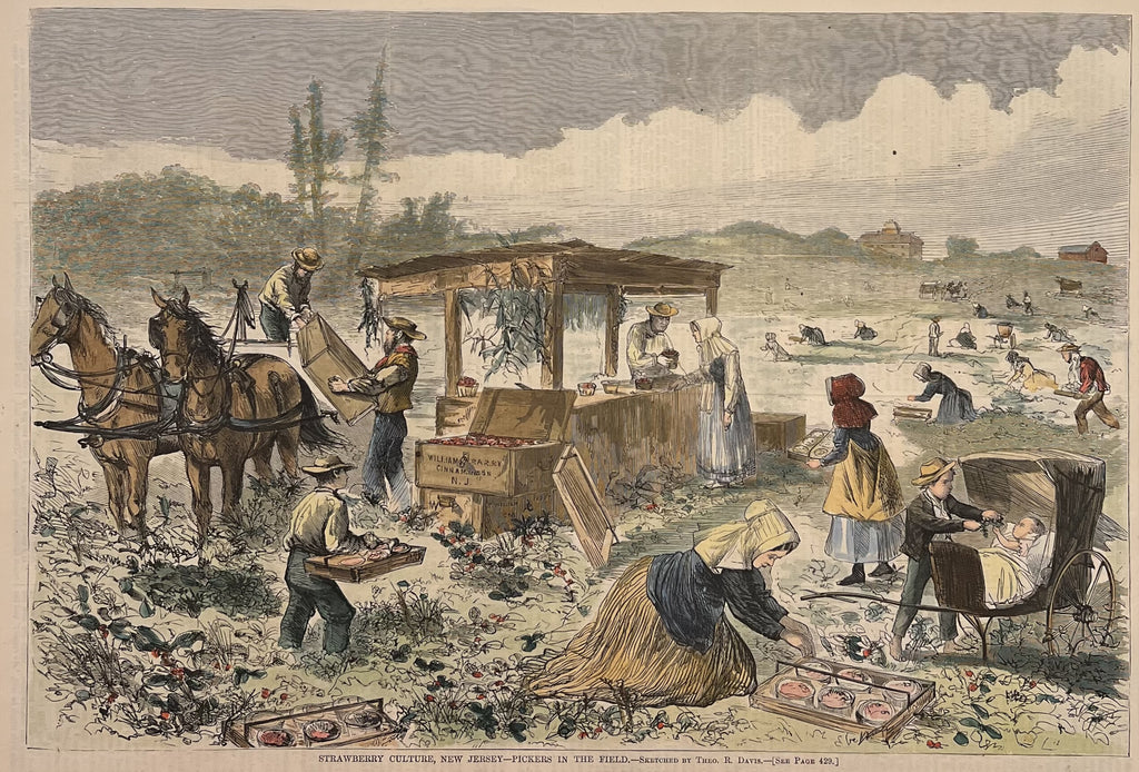 Strawberry Culture, New Jersey- Pickers in the Field- By Theo. R. Davis