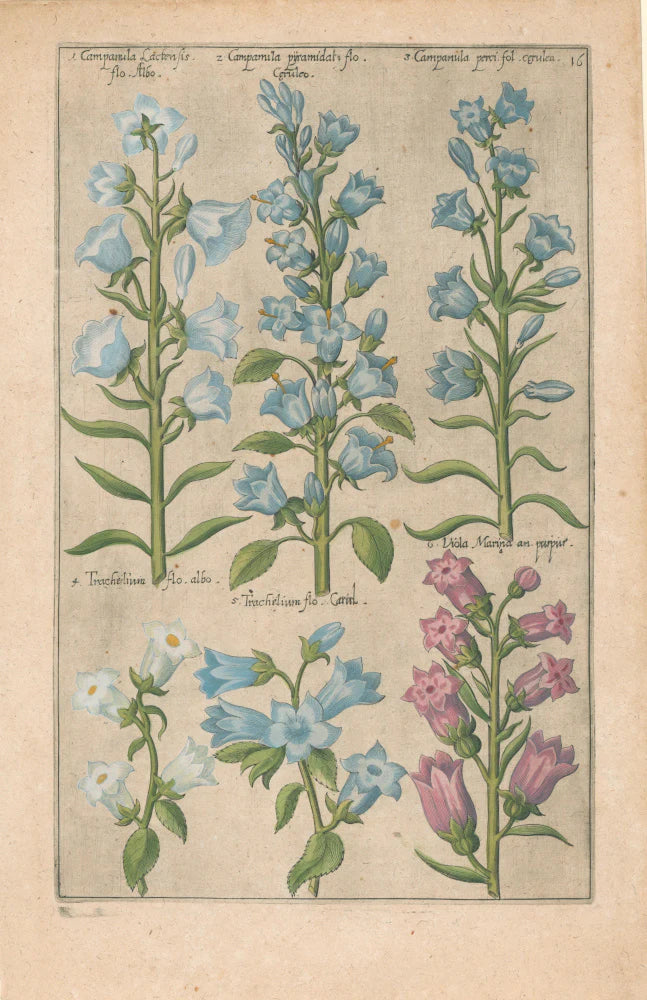 Plate 16 "Campanula, Trachelium, Viola Marina" From "Florilegium"