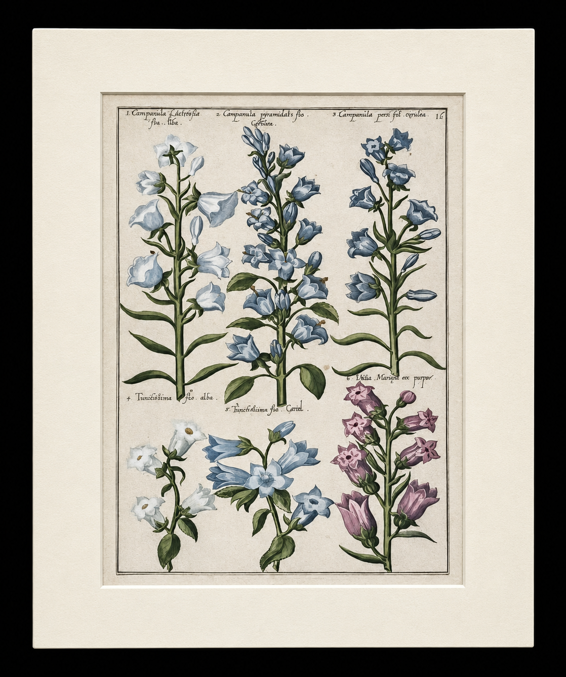 Plate 16 "Campanula, Trachelium, Viola Marina" From "Florilegium"