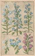 Plate 16 "Campanula, Trachelium, Viola Marina" From "Florilegium"