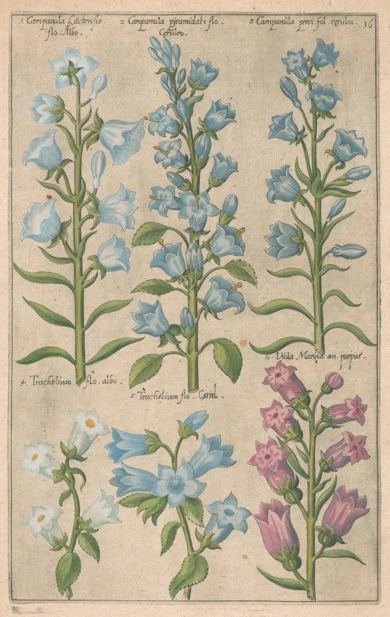 Plate 16 "Campanula, Trachelium, Viola Marina" From "Florilegium"