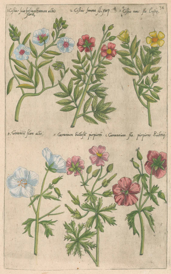 Plate 34 ""Cistus sive Helianthemon, Cistus femina, Cistus mas, Geranium flore albo, Genarium bulbosum, Geranium flore purpureo." From "Florilegium"