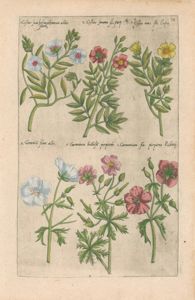 Plate 34 ""Cistus sive Helianthemon, Cistus femina, Cistus mas, Geranium flore albo, Genarium bulbosum, Geranium flore purpureo." From "Florilegium"