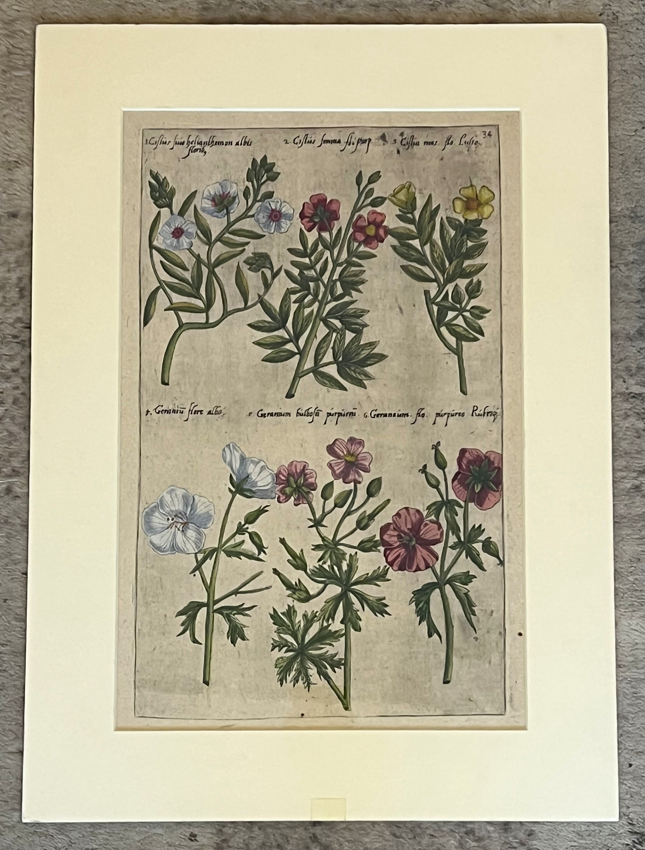 Plate 34 ""Cistus sive Helianthemon, Cistus femina, Cistus mas, Geranium flore albo, Genarium bulbosum, Geranium flore purpureo." From "Florilegium"