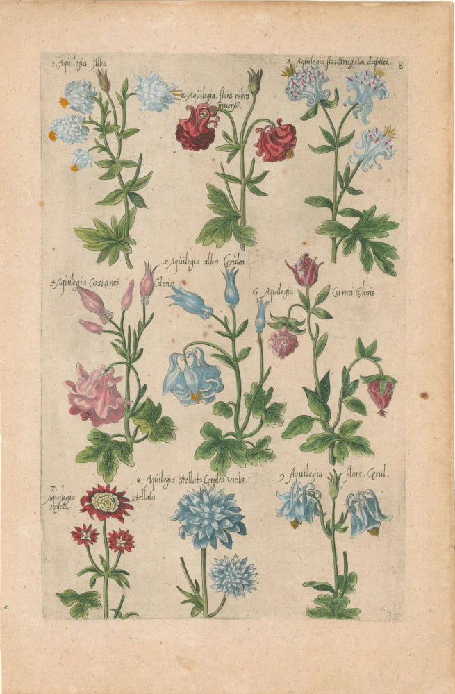 Plate 8 "Aquilegia" from "Florilegium"