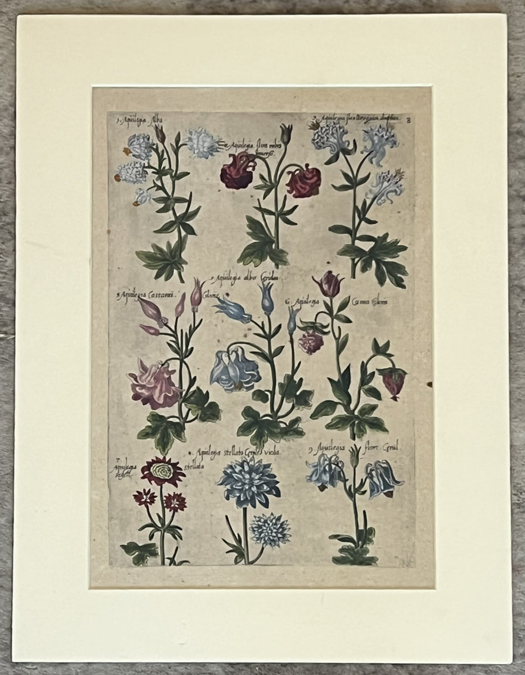 Plate 8 "Aquilegia" from "Florilegium"