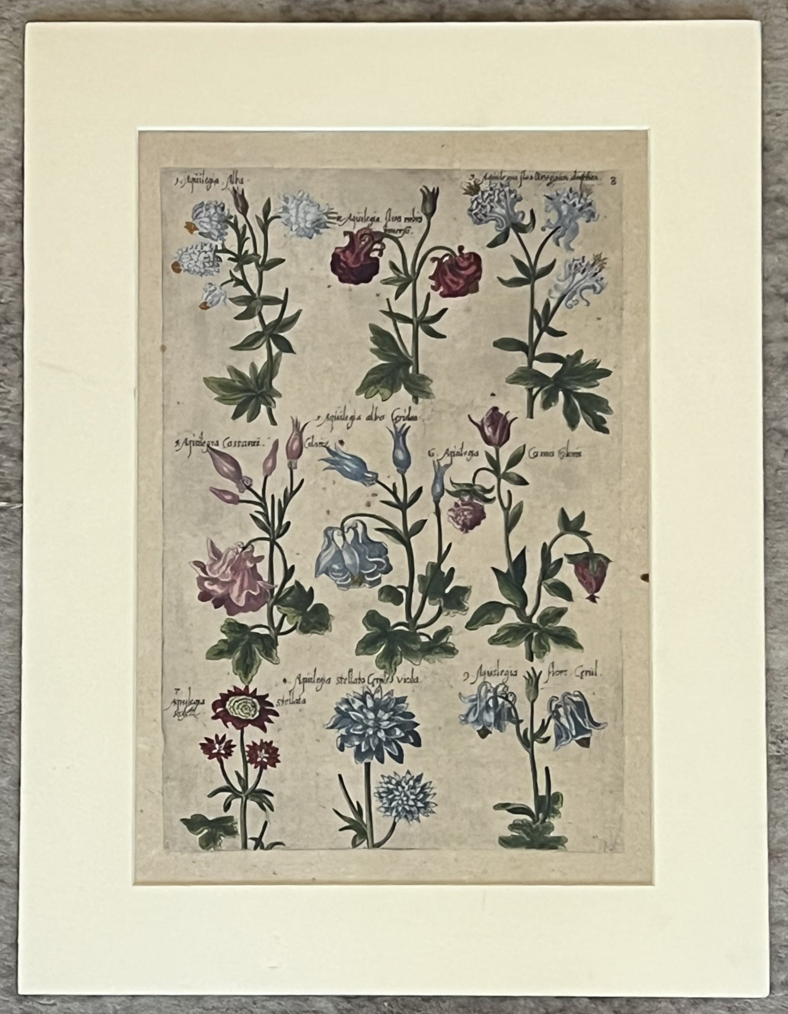 Plate 8 "Aquilegia" from "Florilegium"