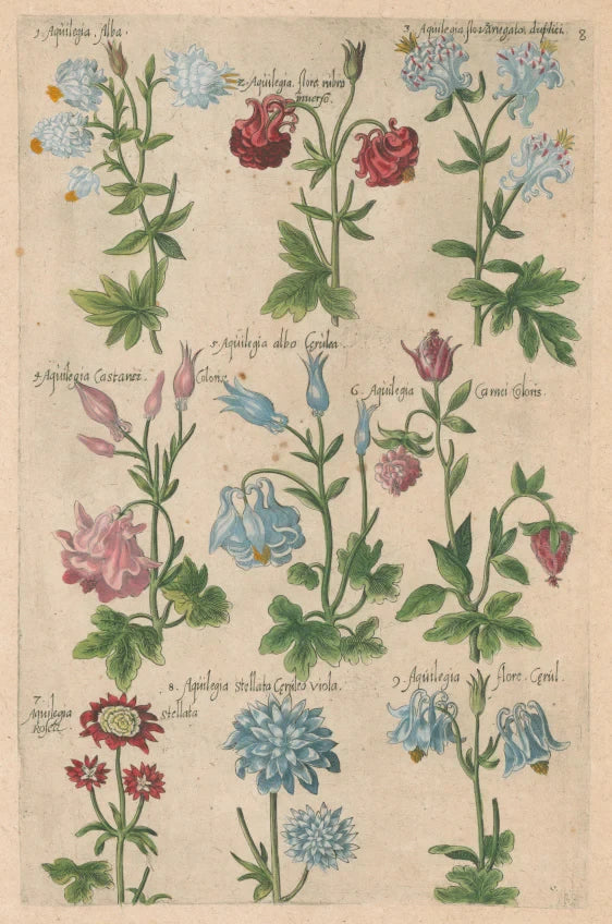 Plate 8 "Aquilegia" from "Florilegium"