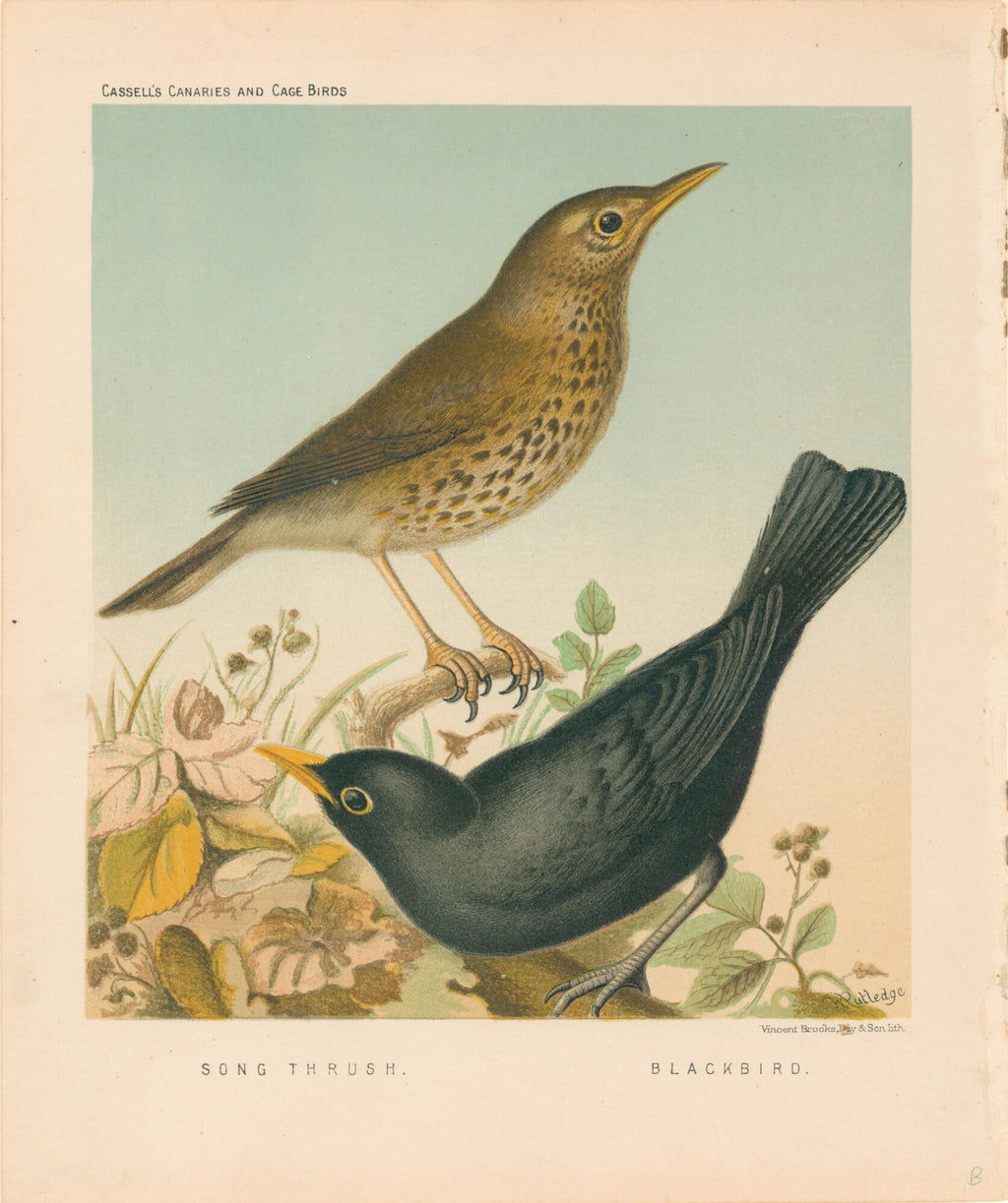 Song Thrush & Blackbird- By W. Rutledge