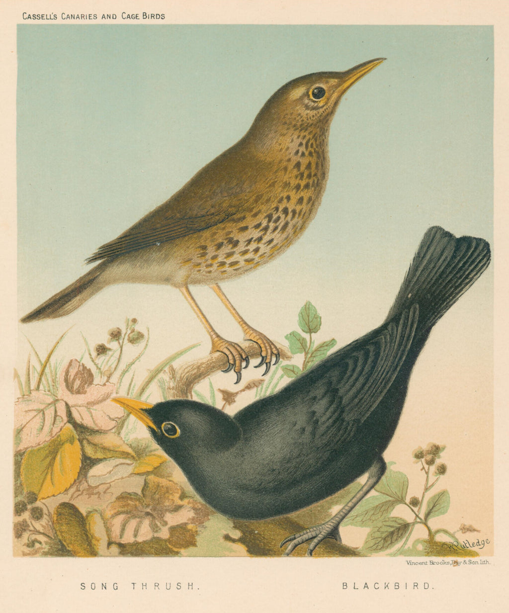 Song Thrush & Blackbird- By W. Rutledge