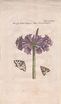 Plate 179- By Michael Bry