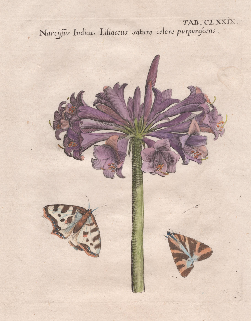 Plate 179- By Michael Bry