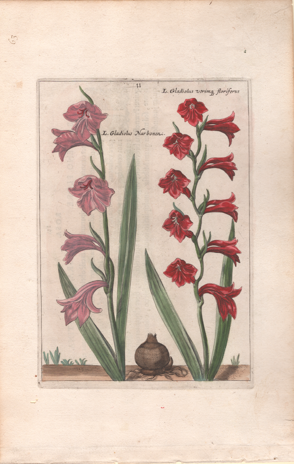 Plate 63- By Crispin van de Passe