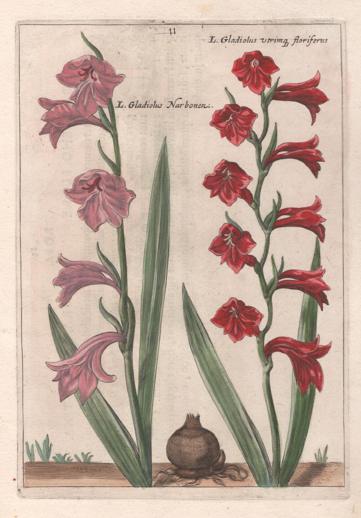 Plate 63- By Crispin van de Passe