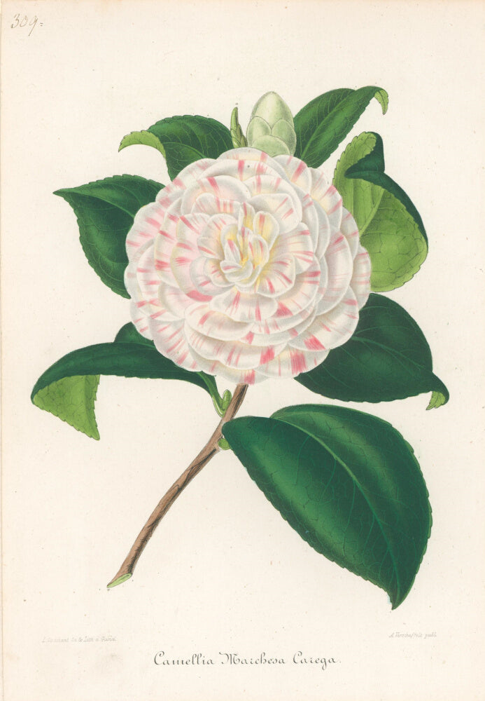 Plate 309- Camellia Maichesa Caiega