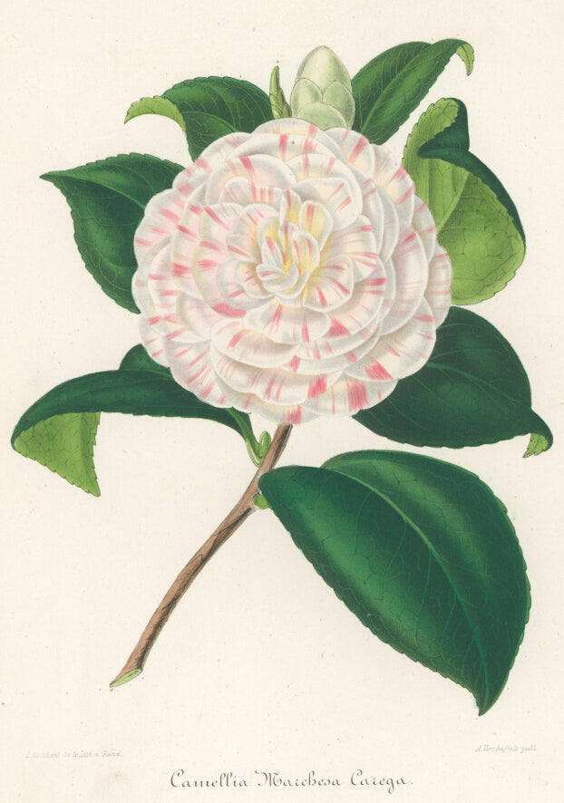 Plate 309- Camellia Maichesa Caiega