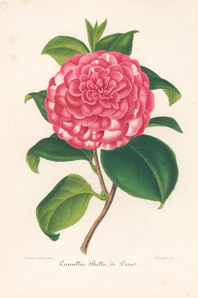 Plate 317- Camellia Bella di Pisas