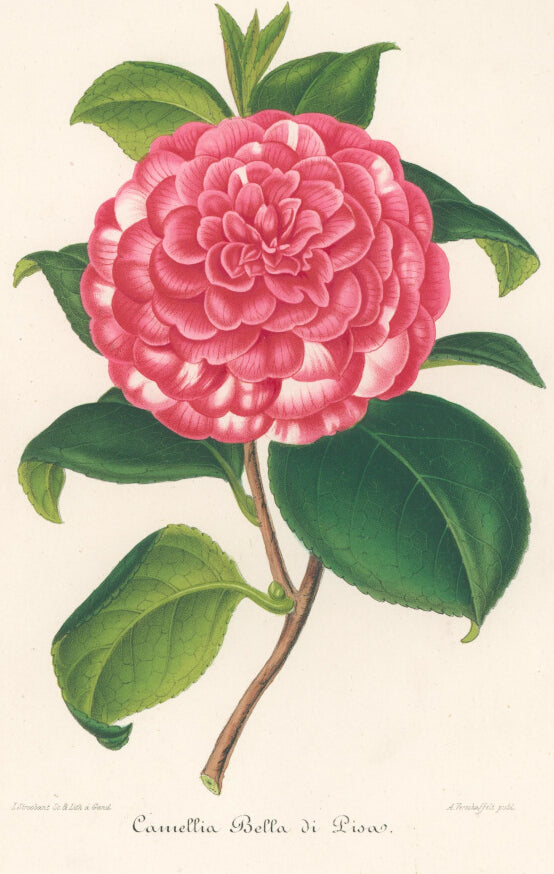 Plate 317- Camellia Bella di Pisas