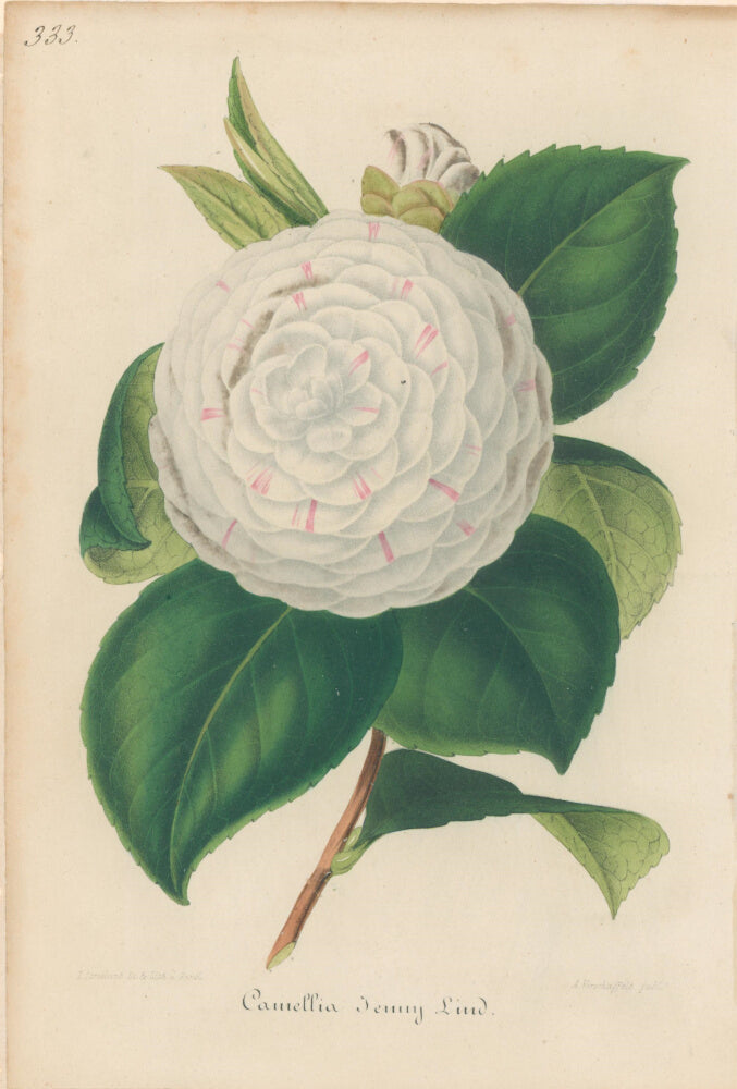Plate 333- Camellia Jenny Lind