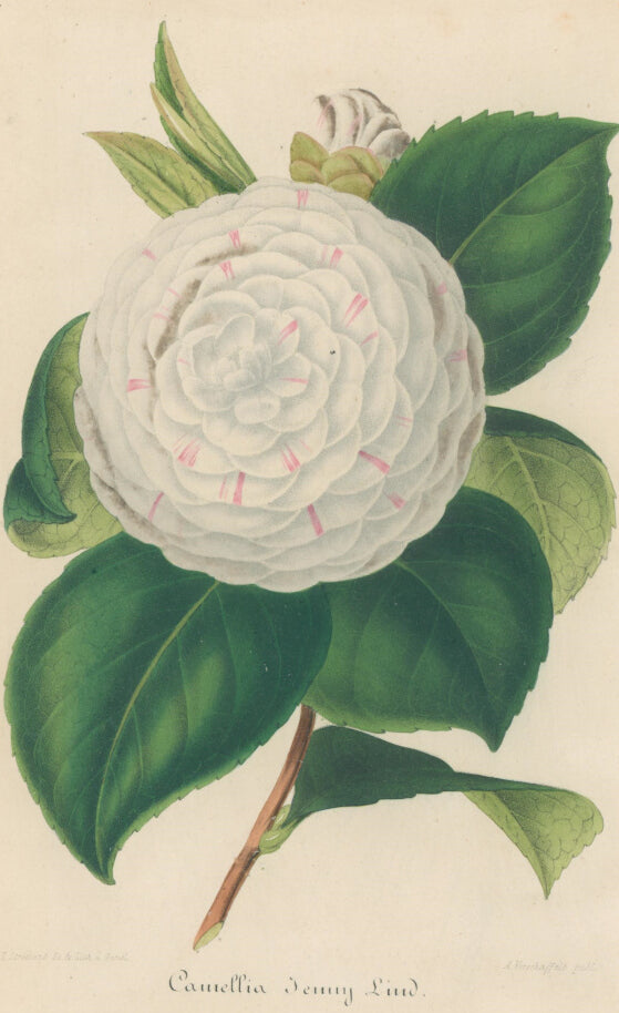 Plate 333- Camellia Jenny Lind